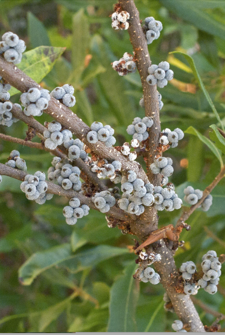 Bayberry Beeswax