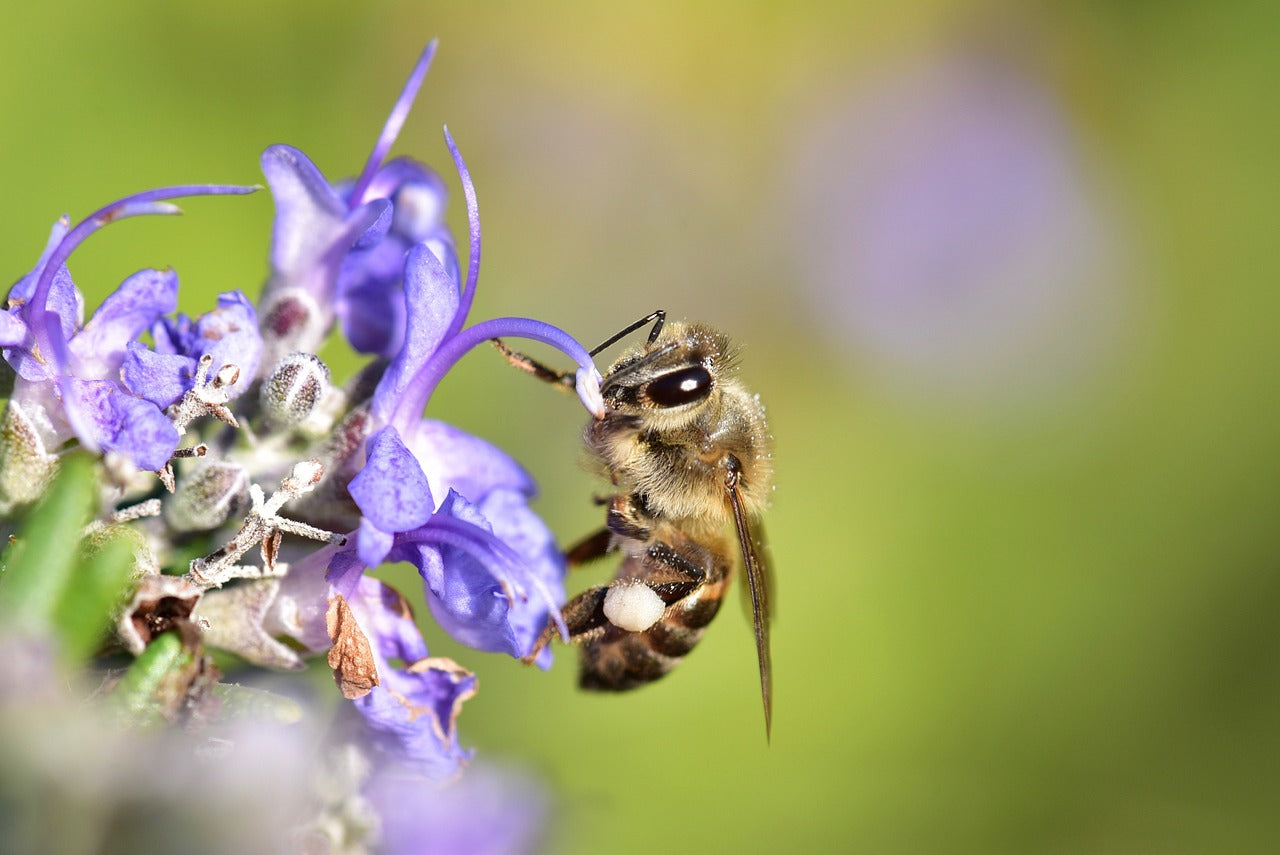 Beeswax Violet