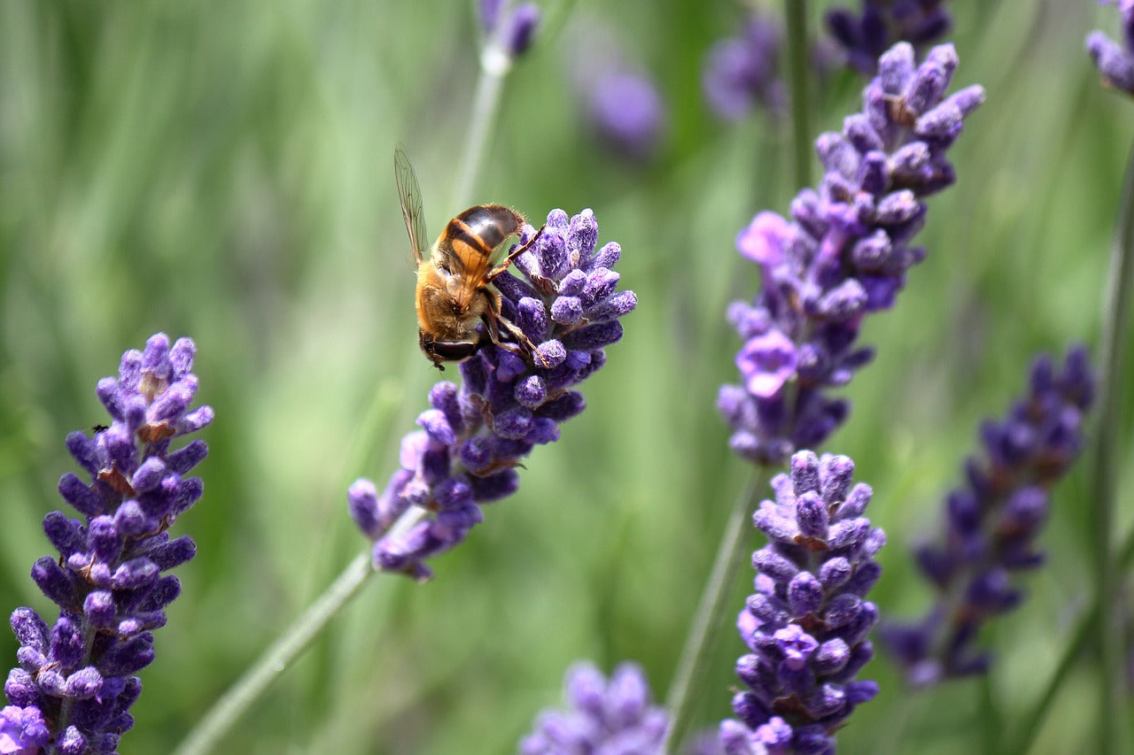 Larval Lavendar