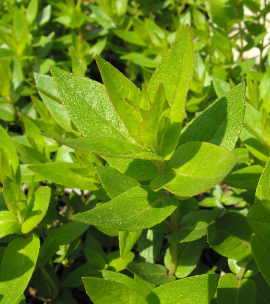 Mountain Fresh Mint